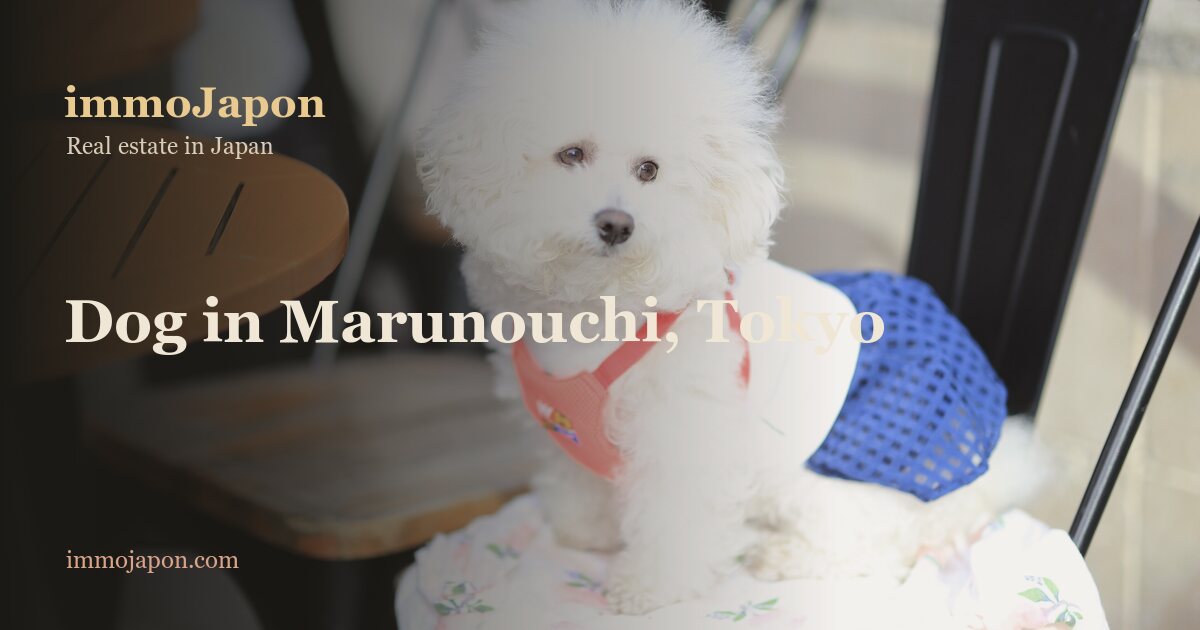 A small white curly-haired dog in a red harness and blue vest sitting on a café chair on Marunouchi Naka-dori street in Tokyo, next to wooden café tables.
